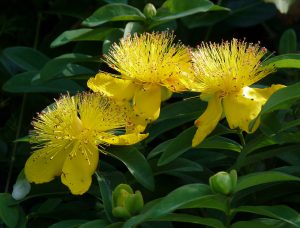 St. John's Wort